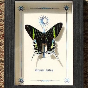 Sun Moth and Moon Moth Display Set, Real Framed Butterfly Specimens, Natural Art Home Decor, Unique Gift for Collectors and Nature Lovers image 1