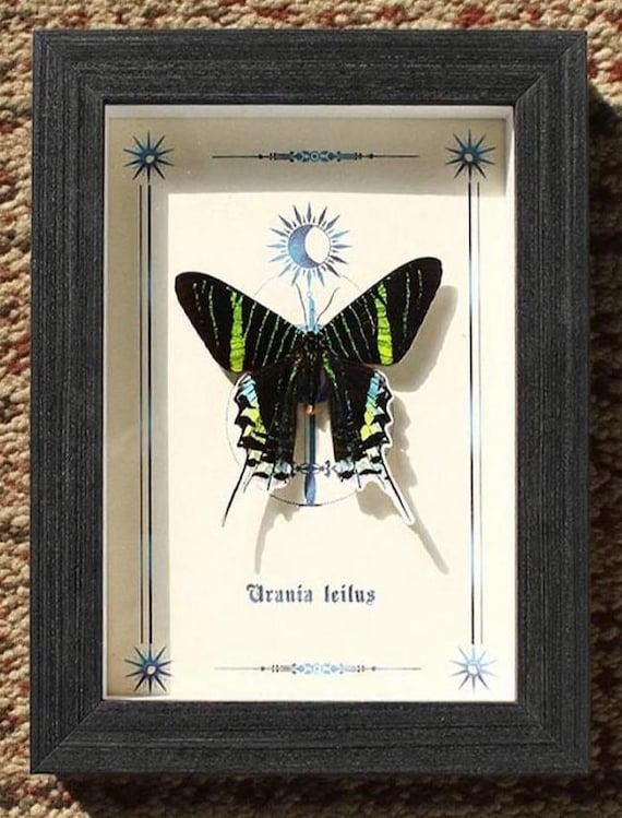 Sun Moth and Moon Moth Display Set, Real Framed Butterfly Specimens, Natural Art Home Decor, Unique Gift for Collectors and Nature Lovers