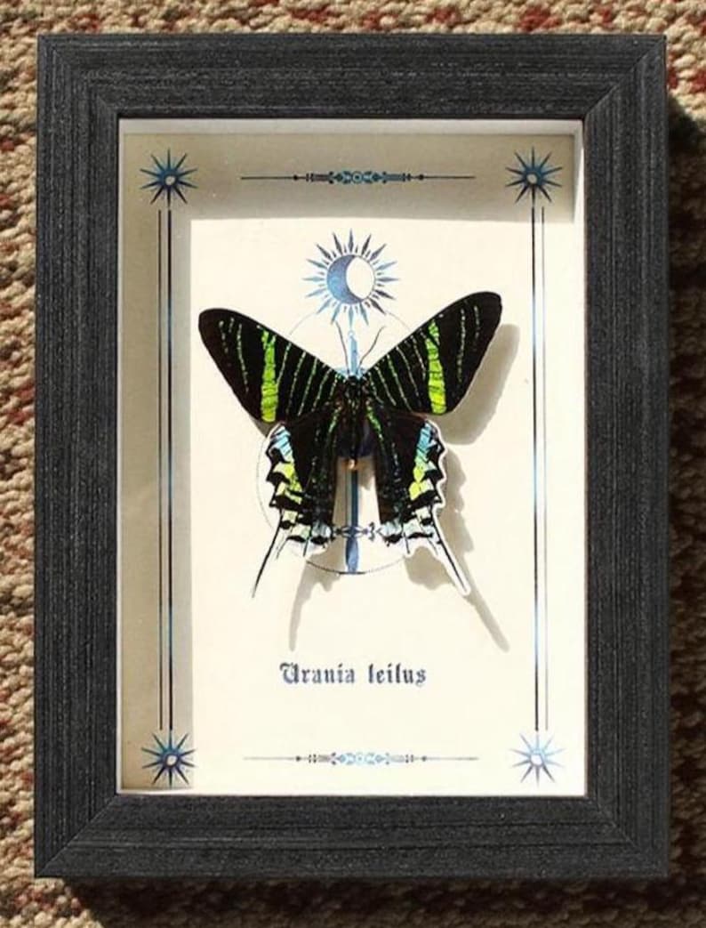 Sun Moth and Moon Moth Display Set, Real Framed Butterfly Specimens, Natural Art Home Decor, Unique Gift for Collectors and Nature Lovers image 1