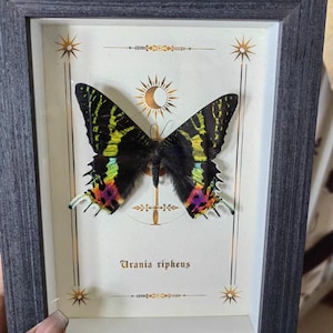 May include: Framed display featuring a Urania ripheus butterfly. The butterfly has black wings with vibrant yellow, green, and red markings. The frame is dark gray, and the background is off-white with decorative star and sunburst designs.