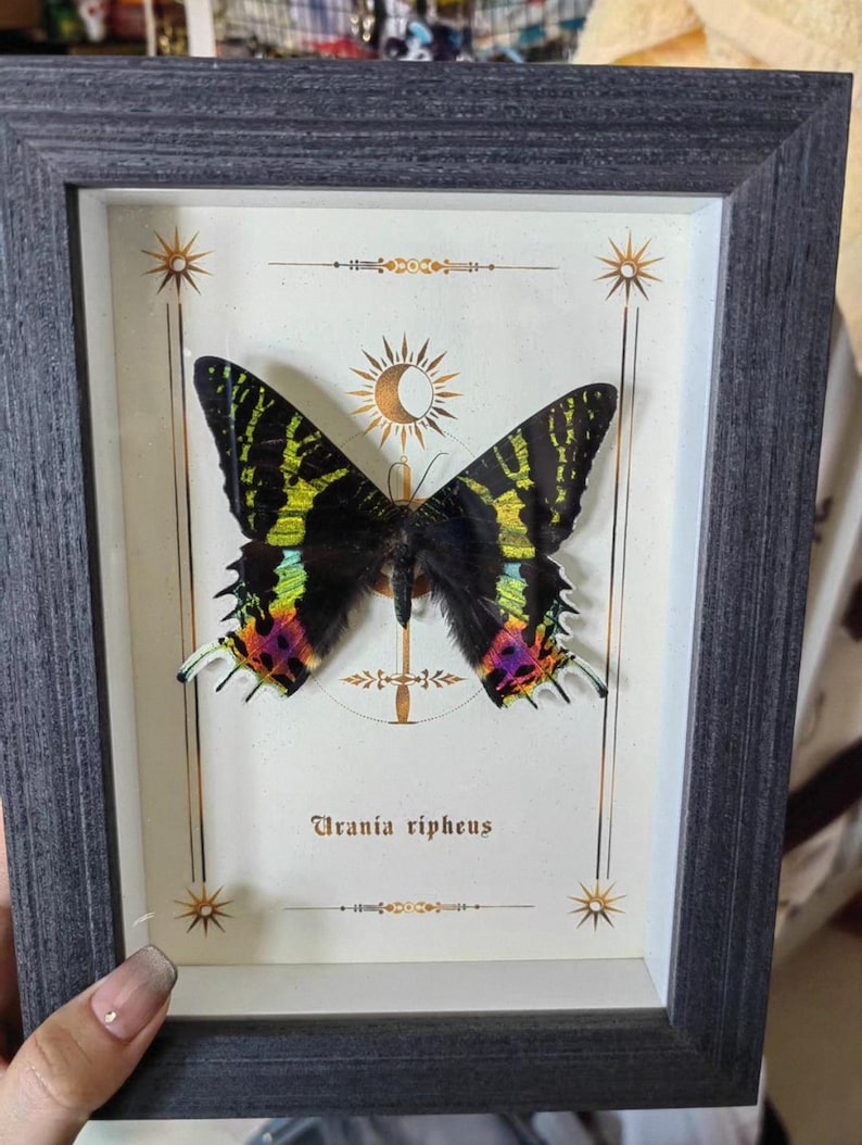 May include: Framed display featuring a Urania ripheus butterfly. The butterfly has black wings with vibrant yellow, green, and red markings. The frame is dark gray, and the background is off-white with decorative star and sunburst designs.