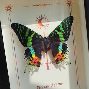 Può includere: Un'esposizione incorniciata con una farfalla Urania ripheus. La farfalla ha ali nere con segni verdi, gialli e blu. L'opera d'arte include motivi decorativi di sole e stelle, e il nome scientifico è stampato in basso.