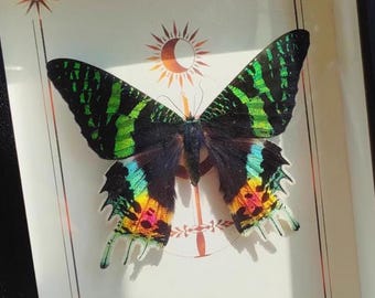 Real Framed Butterfly Specimens, Madagascan Sunset Moth Display Set, Personalized Natural Art Home Decor, Collectible Gift for Nature Lovers
