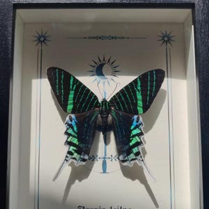 May include: Framed display featuring a Urania leilus butterfly. The butterfly has black wings with vibrant green and blue stripes. The frame is black, and the background is off-white with celestial-themed illustrations.