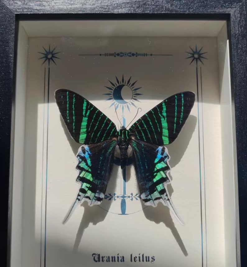May include: Framed display featuring a Urania leilus butterfly. The butterfly has black wings with vibrant green and blue stripes. The frame is black, and the background is off-white with celestial-themed illustrations.