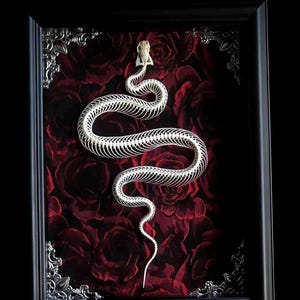 May include: Framed artwork showing a white snake skeleton against a backdrop of deep red roses. The snake is in a sinuous pose, its vertebrae visible. The black frame has ornate silver corner accents, adding a gothic touch.