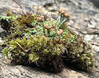 Pacote Variado de Musgo Vivo | Musgo das Montanhas Apalaches | Musgo para Terrário | Jardim de Fadas | Jardim em Miniatura | Musgo Fresco Colhido na Carolina do Norte