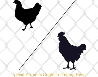 May include: A graphic with the text "Hen Or Rooster?" and "A Real Farmer's Guide To Telling Hens From Roosters." Silhouettes of a hen and rooster are on either side of a diagonal line. The Genesis Farm logo is in the upper left corner.