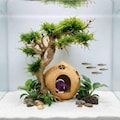 Natural Coconut Shell Betta Cave | Driftwood Bonsai Tree Aquascape | Eco Friendly Fish Tank Decor product logo