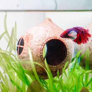 May include: A coconut shell fish hideout with a circular entrance and a small window, featuring a textured tan surface. A vibrant red, blue, and white betta fish swims past the structure, which is nestled among bright green aquatic plants.