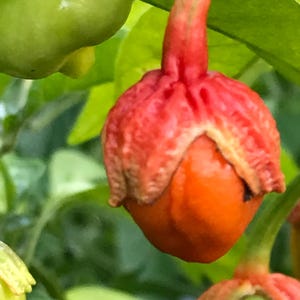 Puede incluir: Primer plano de un pimiento naranja vibrante con un tallo rojo, sobre un fondo de hojas verdes y otros pimientos. La piel del pimiento tiene una apariencia texturizada y la imagen está bien iluminada.
