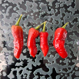 May include: Four bright red chillies with green stalks are displayed in a line. The chillies have a slightly wrinkled texture and a curved shape. The background is a patterned, light grey surface.