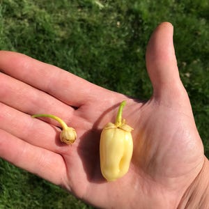 Może przedstawiać: Dwie małe, jasnożółte papryki z zielonymi łodygami trzymane są w otwartej dłoni na tle zielonej trawy. Jedna papryka jest wydłużona, a druga mniejsza i bulwiasta. Papryki są prawdopodobnie unikalną odmianą.