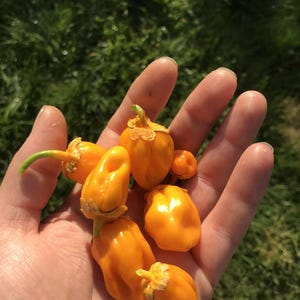 Peut inclure: Une poignée de piments habanero orange vif, avec des tiges vertes et des surfaces texturées. Les piments sont tenus dans une main ouverte sur un fond d'herbe verte, mettant en valeur leur couleur vibrante et leur aspect frais.