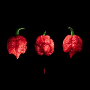 Armageddon Pepper Seeds – Pack of 10 – Ultra Hot – Personalized Selection