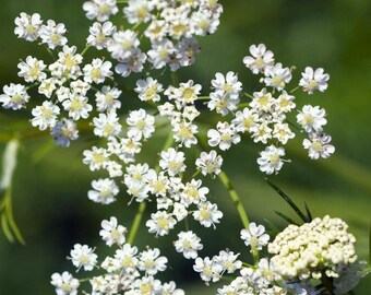 Caraway Seeds Non-GMO - 100 Seeds