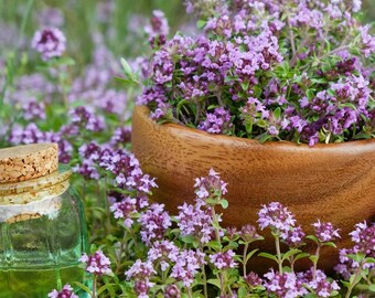 Creeping Thyme Seeds Non-GMO - 300 Seeds