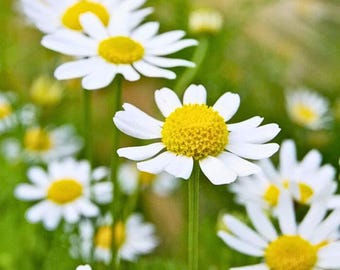 Herbata ziołowa z nasion rumianku niemieckiego NON-GMO, 3500 nasion, szybka wysyłka