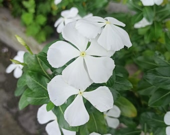 Può includere: Primo piano di fiori bianchi con cinque petali e centri gialli, circondati da foglie verdi. I fiori sono in piena fioritura, mostrando la loro delicata struttura. L'immagine cattura la bellezza naturale della pianta.