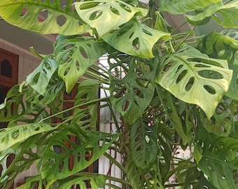 Monstera Topfpflanzen Palm Seed Schildkröte Blätter 100 Samen Schneller Versand