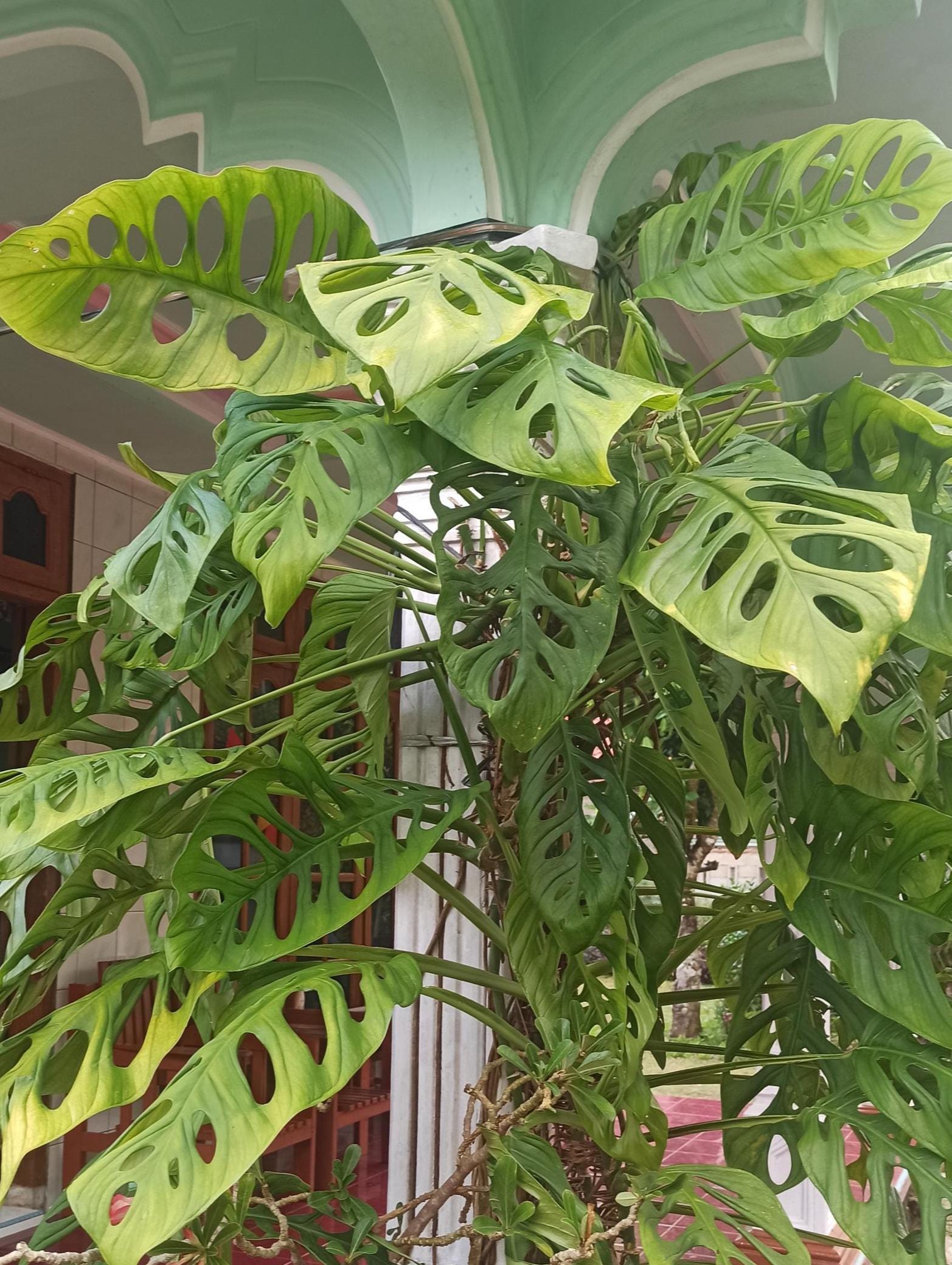 White monstera seeds - Etsy.de