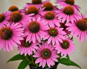 Paarse kegelbloem Echinacea bestuiver plantenzaden, 100 zaden snelle verzending