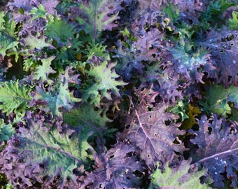 Red Russian Kale Seeds, NON-GMO (250 Seeds)
