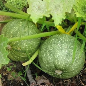 Puede incluir: Primer plano de dos calabazas redondas y verdes con patrones moteados, ubicadas entre hojas y tallos verdes. Las calabazas son de color verde claro con motas verdes oscuras. La imagen es en un entorno de jardín.