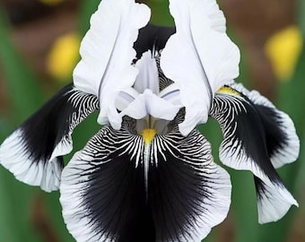 Black & White Iris Seeds - 35 Seeds