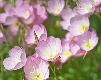 Showy Evening Primrose Seeds, Mexican, 2000 Seeds Fast Shipping
