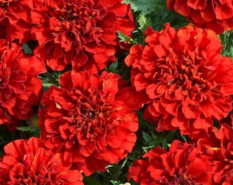 Marigold French Fireball Seeds , 25 Seeds Fast Shipping