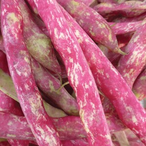 Puede incluir: Primer plano de un montón de judías carmesí frescas. Las judías presentan un llamativo patrón moteado rosa y blanco, con toques de verde. Las judías son alargadas y ligeramente curvadas, mostrando su forma y textura naturales.