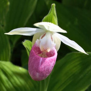 May include: A showy lady slipper orchid flower featuring a prominent, inflated, pink-spotted pouch-like lip, flanked by two elongated, spreading white lateral petals and a single upright white dorsal sepal, all set against green foliage.