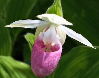 Showy Lady’s Slipper Orchid seeds - 10 Seeds