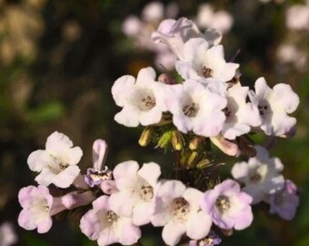 Yerba Santa - Eriodictyon californicum - 100 Seeds