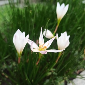 Zephyranthes - Etsy 日本