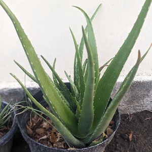 Aloë verazaden, 100 zaden Snelle verzending