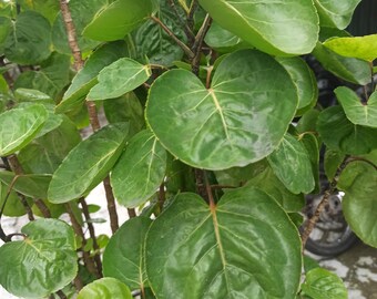 Japanische seltene Rotundifolia Sen Nanyang, Polyscias Balfuriana Bailey, 50 Samen Schneller Versand