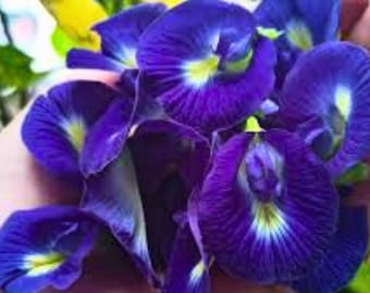 Blue Butterfly Pea (Clitoria ternatea) Seeds, 10 Seeds Fast Shipping