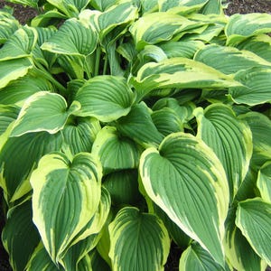 May include: A close-up of a lush hosta plant with large, heart-shaped leaves. The leaves are a vibrant green with creamy yellow edges, creating a striking contrast. The plant is densely packed, showcasing its full, textured foliage.