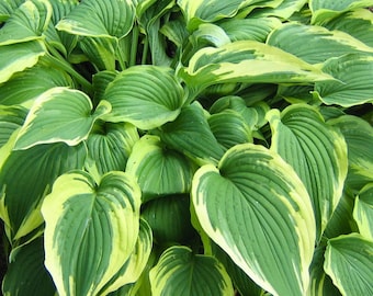 Semi di Hosta PERENNE da giardino, 80 semi