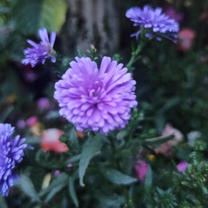 Double Petal Blooms, Elegant Blue China Aster Seeds – &#39;Maiden Series&#39; ,500 seeds Fast Shipping
