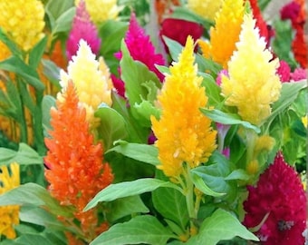 Pampas Plume Mix Celosia Seeds Non-GMO - 50 Seeds