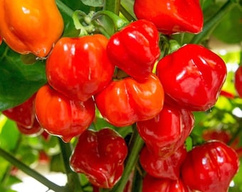 Habanero Pepper Seeds, Fiery Hot, Productive Plant, Non-GMO - 100 Seeds