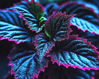 Rare Unique Coleus Blue, Black, and Green Foliage - 25 Seeds Fast Shipping