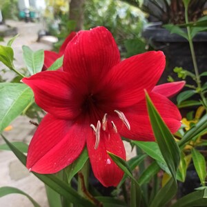 Hippeastrum seeds - Etsy sterreich