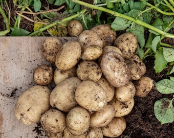 Potato Vegetable Seeds - 200 Seeds