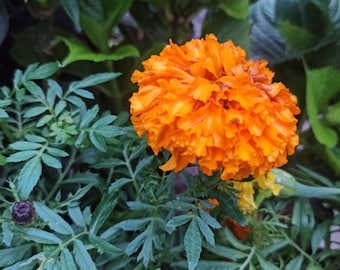 May include: A vibrant orange marigold flower in full bloom, surrounded by lush green foliage. The flower's petals are densely packed, creating a textured, spherical shape. The leaves are a deep green, providing a contrasting backdrop to the bright orange flower.