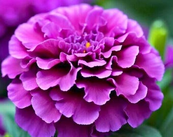 Purple India Marigold Seeds for Garden Planting , 25 Seeds Fast Shipping