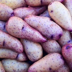 May include: A close-up shot of a pile of purple potatoes. The potatoes have a light beige skin with purple spots and purple tips. The potatoes are oblong in shape and appear fresh.